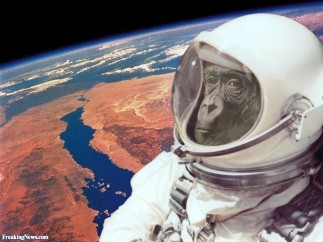 Astronaut-Monkey-2799.jpg
